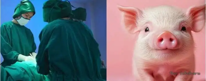 मरते इंसानों को बचा रहे सूअर