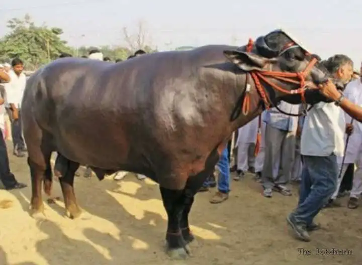 विधायक भैंस ये भैंस खाता है काजू बादाम