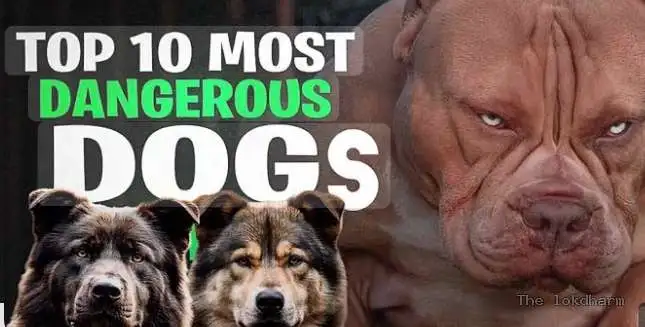 10 सबसे खतरनाक कुत्ते